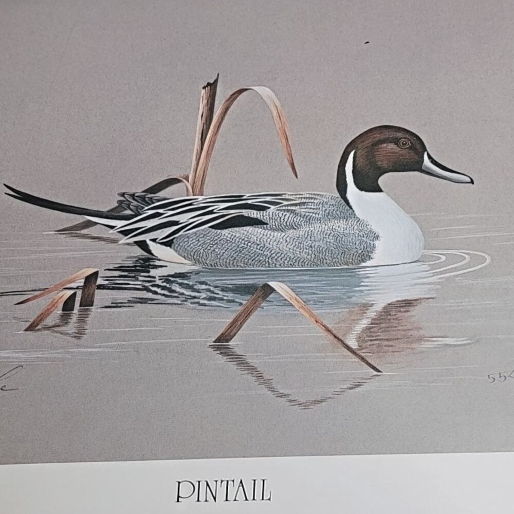 John P Lee 1983 Unframed print Pintail Duck #554/650 Pencil Signed 11⅛ x 10¼